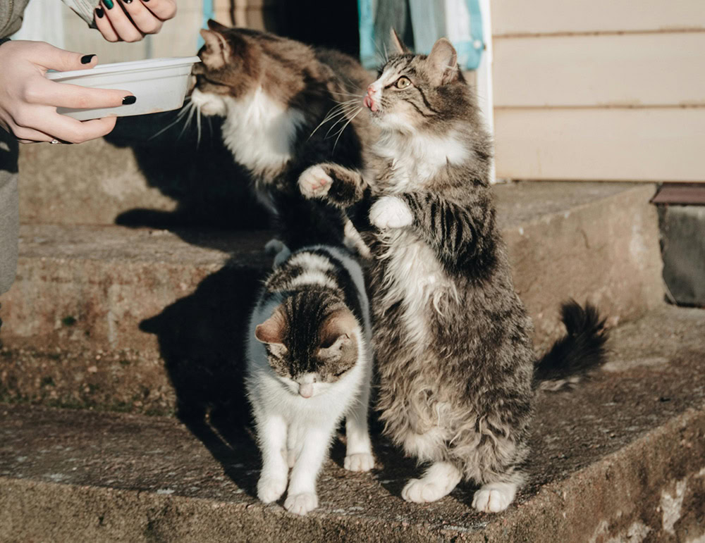 odstranjevanje bioloških odpadkov živali odstranjevanje bioloških odpadkov živali - animal hoarding